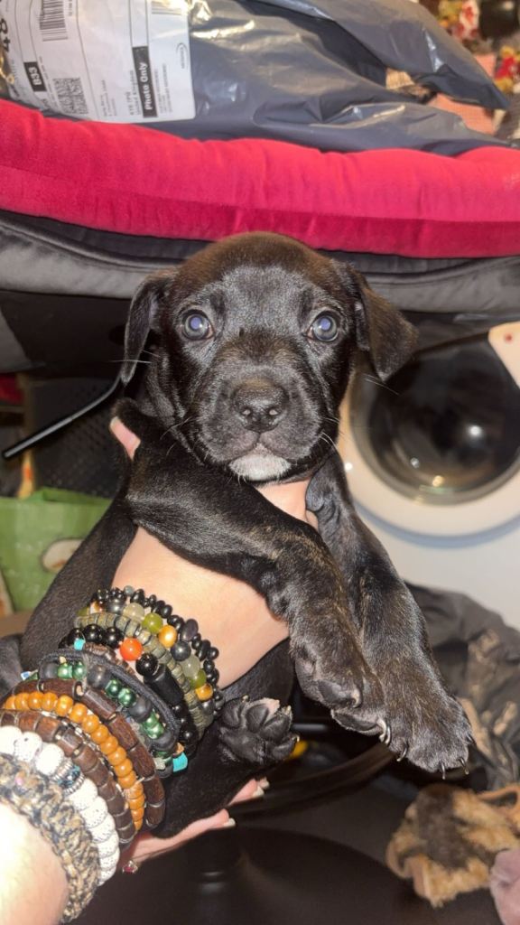 beautiful staffy mastiff puppies