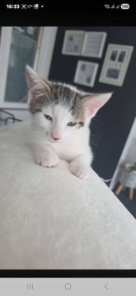 Kittens for sale