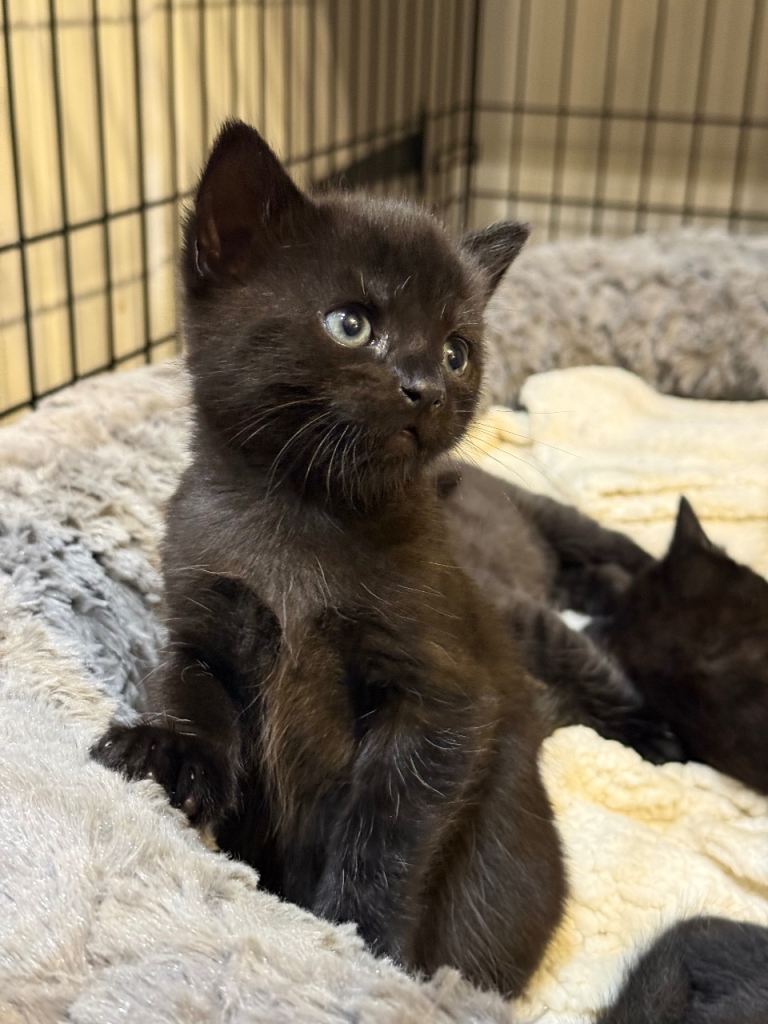 4 male black kittens