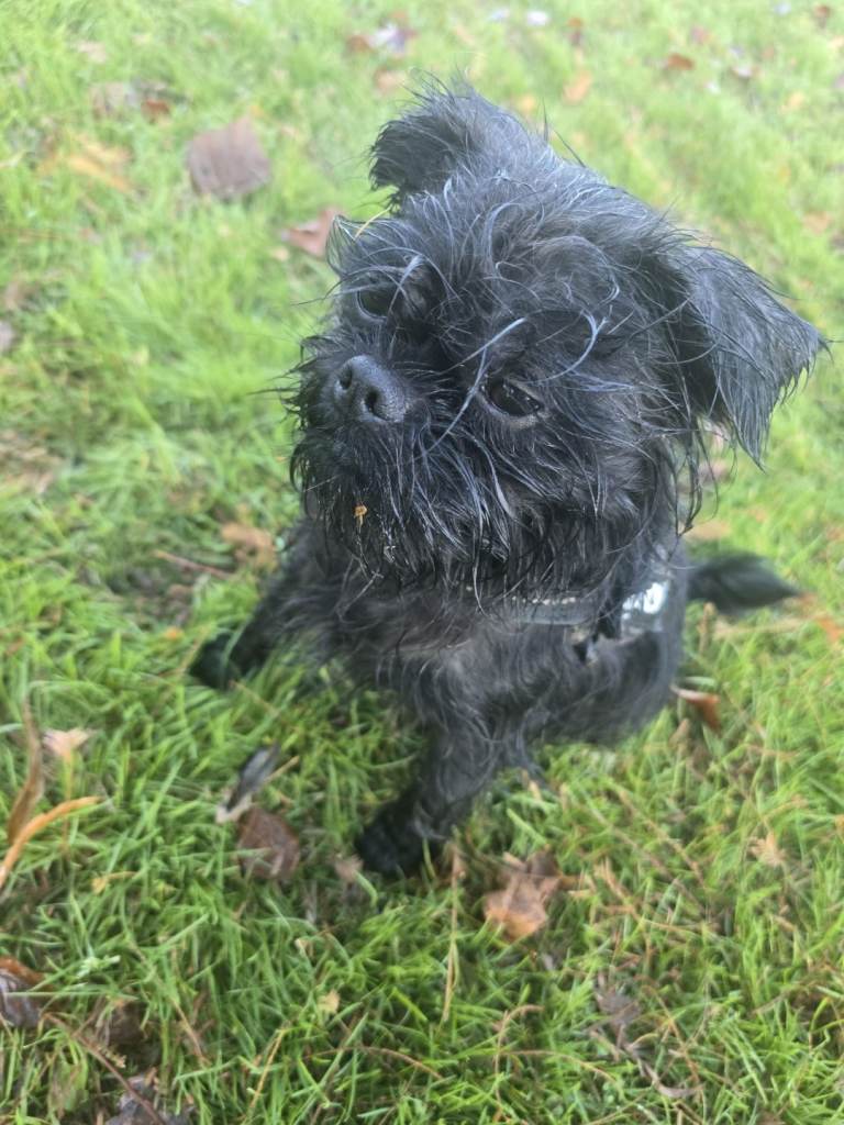 Affinpinscher- Please read ad!