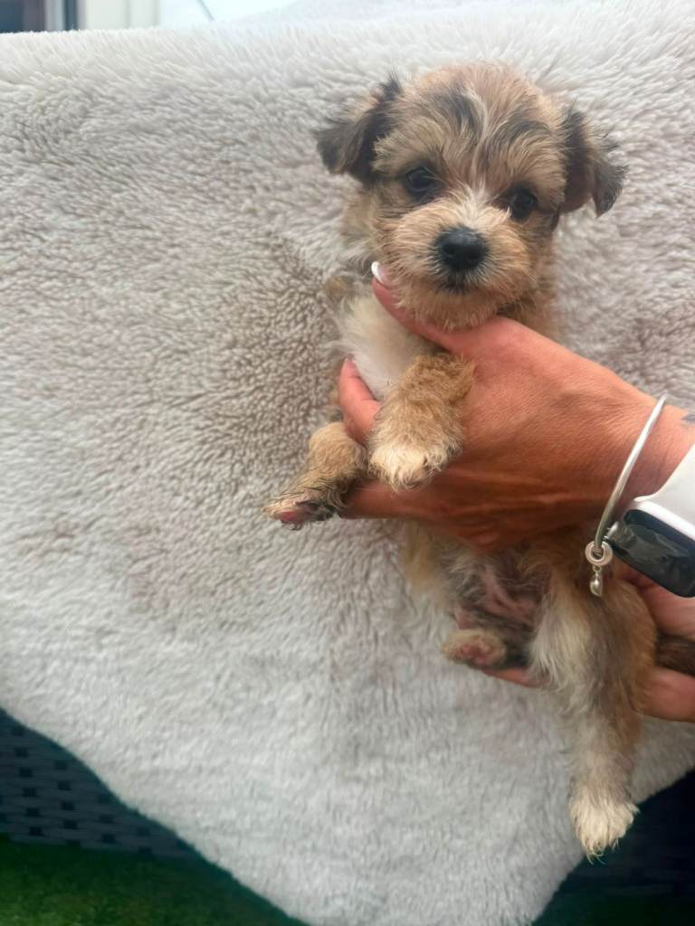 2 Yorkshire Terrier X health certificates/injections 