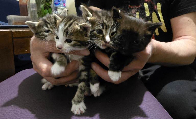 Beautiful Bengal and Black Bengal Kitten for Sale