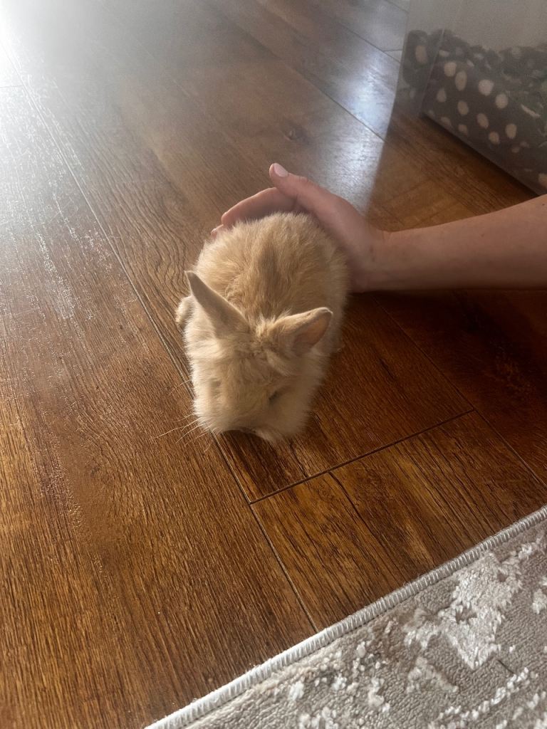 Rabbits