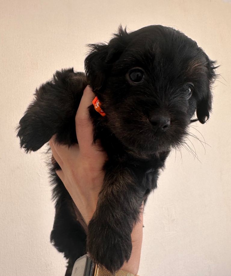 Cockapoo mix puppies