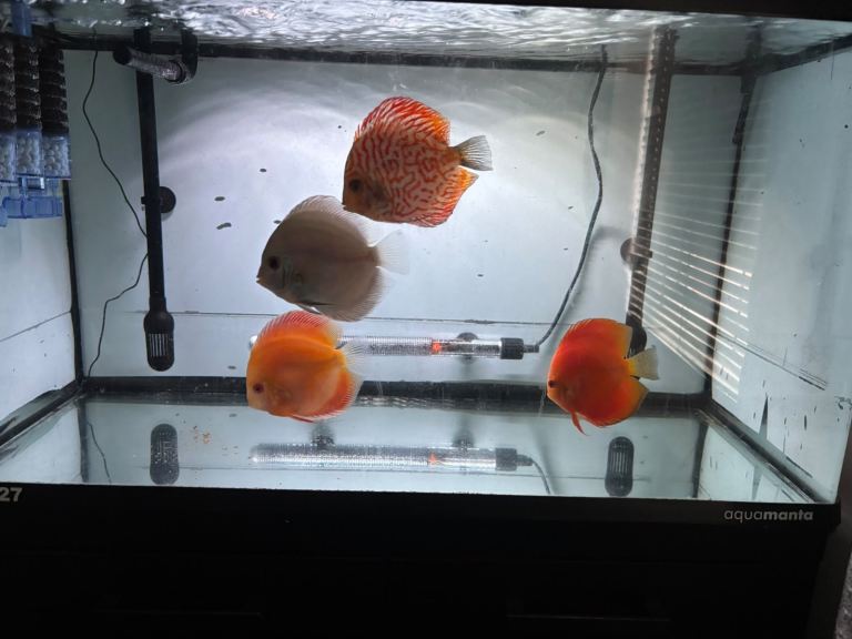 Discus Fish
