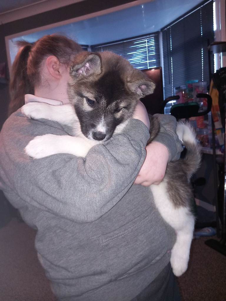 Akita husky 1 girl left 550 needs her forever home 