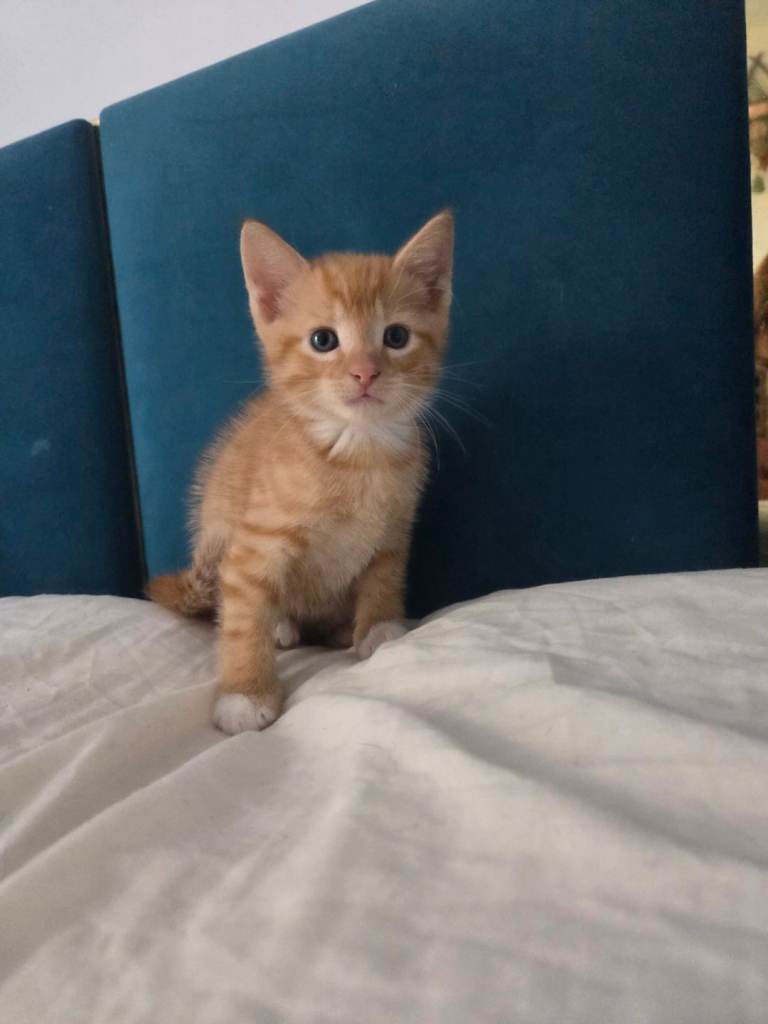 🐾 Gorgeous Ginger Kitten Looking for a Loving Home 🧡