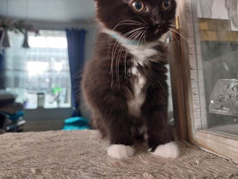  FEMALE Kittens for sale