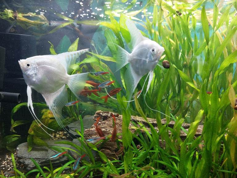 Tropical fish and tank heater pump filter