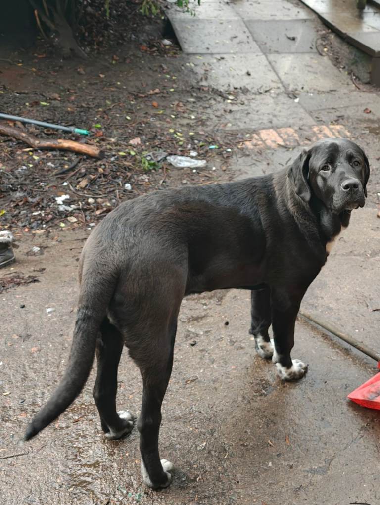 Dogs in need of loving homes