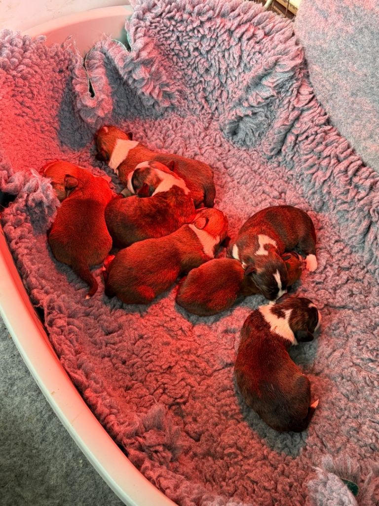 Welsh Cardigan Corgi Puppies 🐶