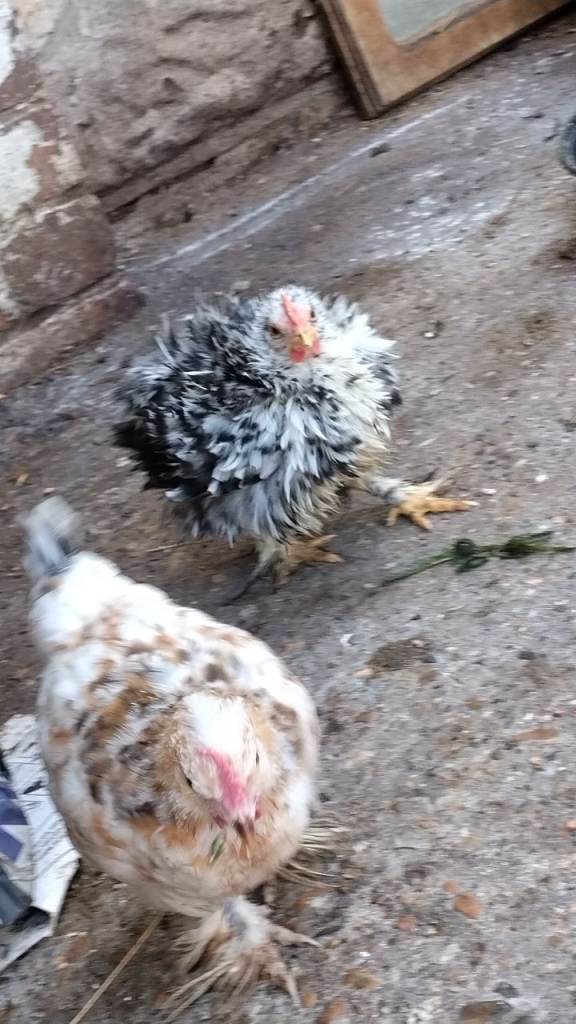 Chicken 