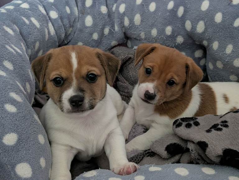 Jack russells