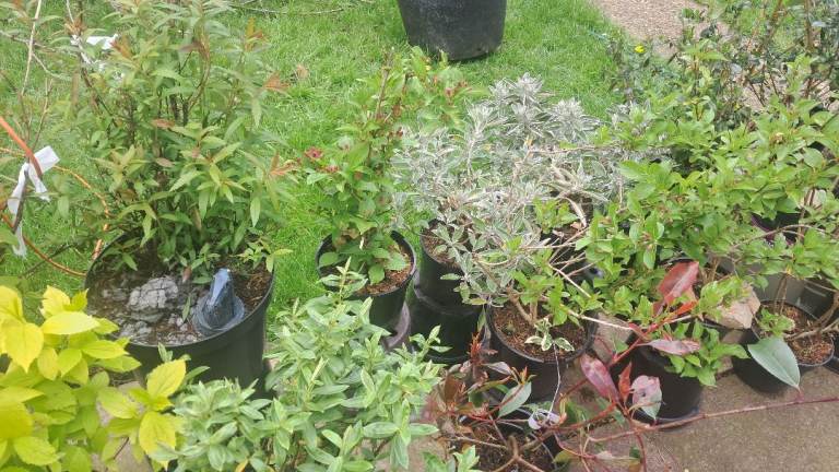 Mature hardy garden shrubs herb plants outdoor indoor perennial bush tree flower free pot patio