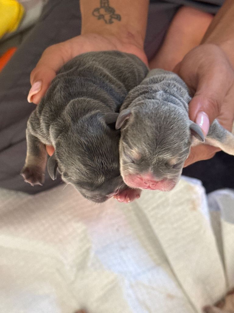 French Bulldog puppy