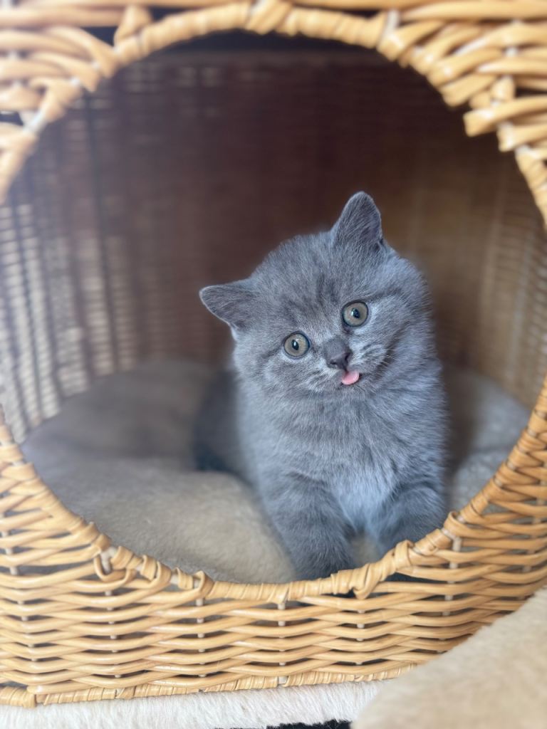 Blue British short hair beautiful kittens 