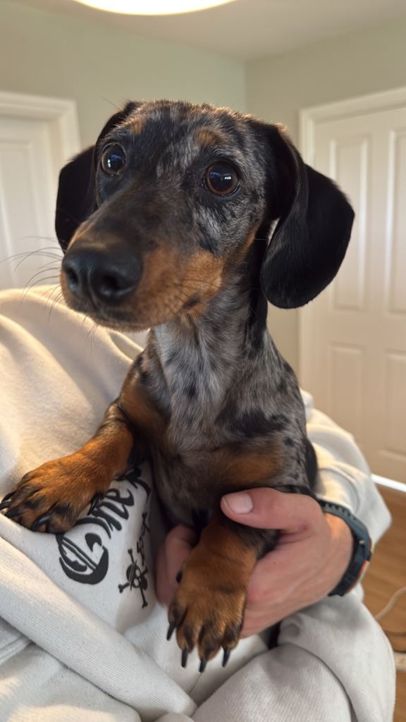 7 Month old Dachshund