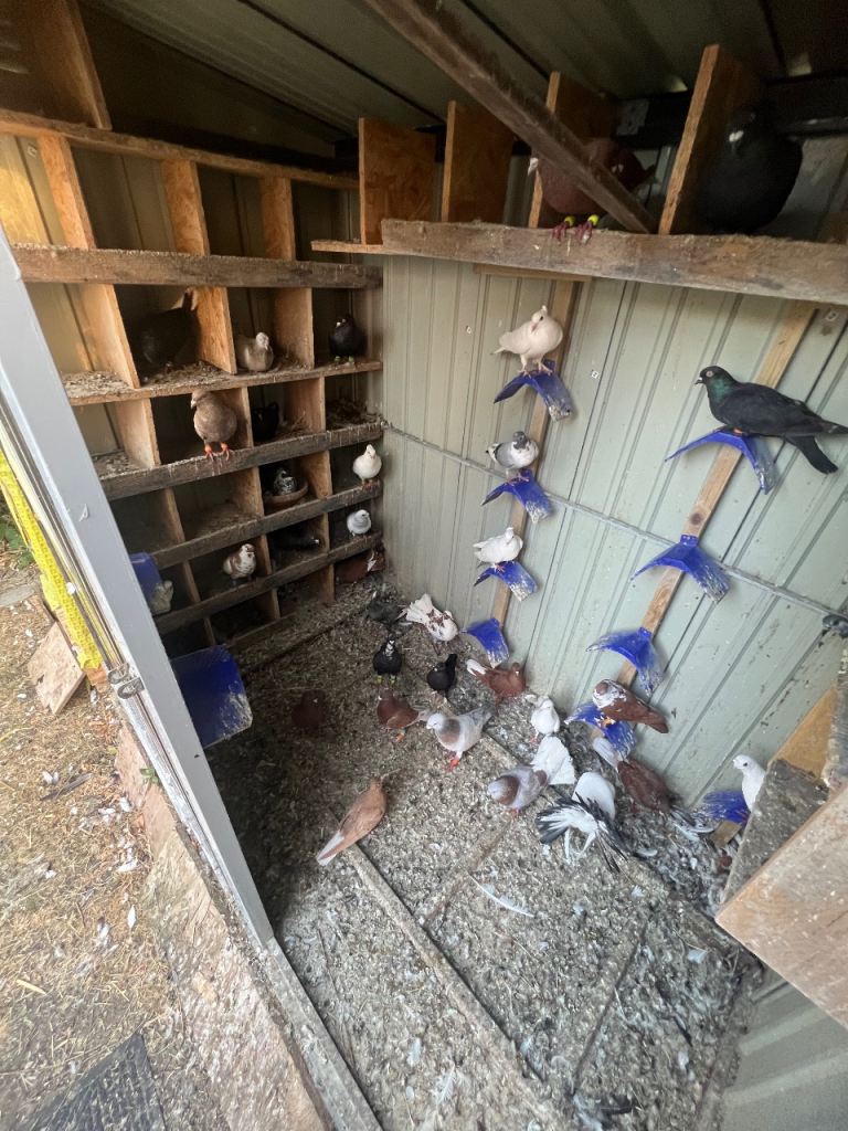 Pigeons