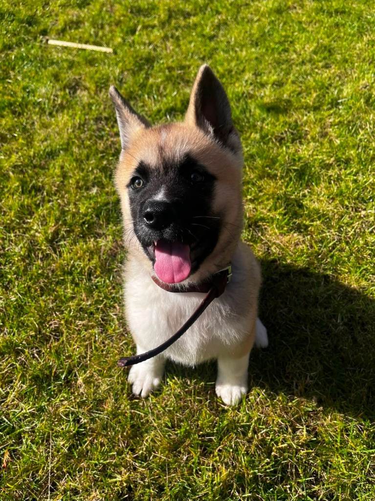 KC Registered American Akita Puppy 14 weeks old