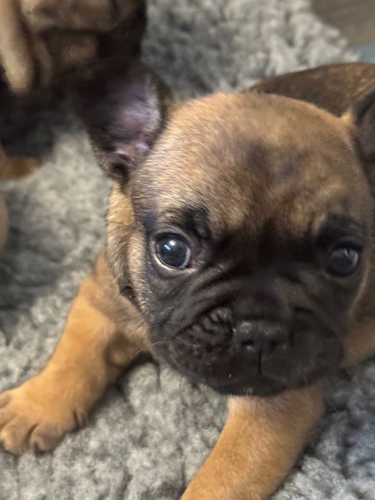 Kc reg French bulldogs 