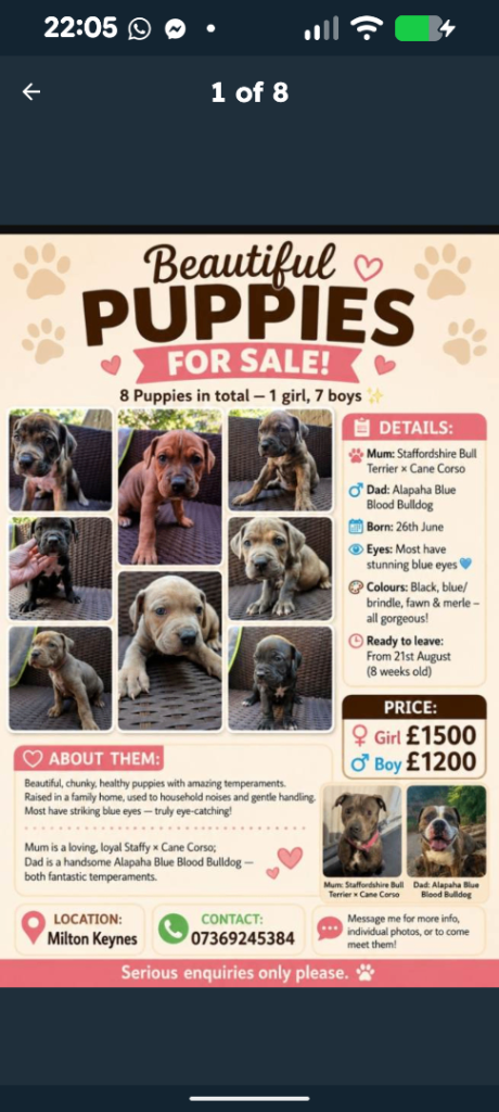 Puppys staffy cross bulldog 