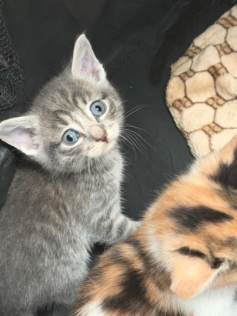 Kittens for sale ready to go mid November 