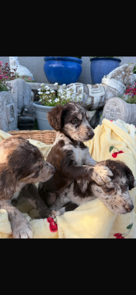 Puppies