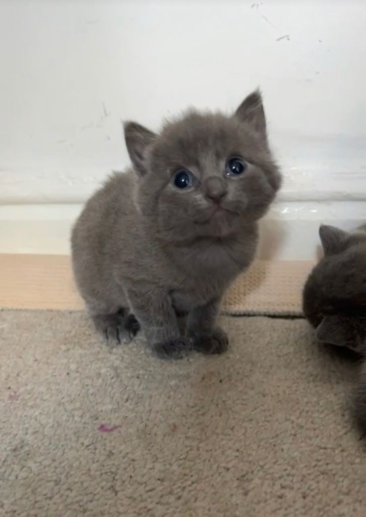 2 beautiful kittens for sale £180 each available to collect now