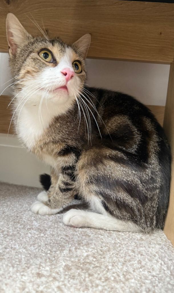 Rosey, tabby mix female cat age 3