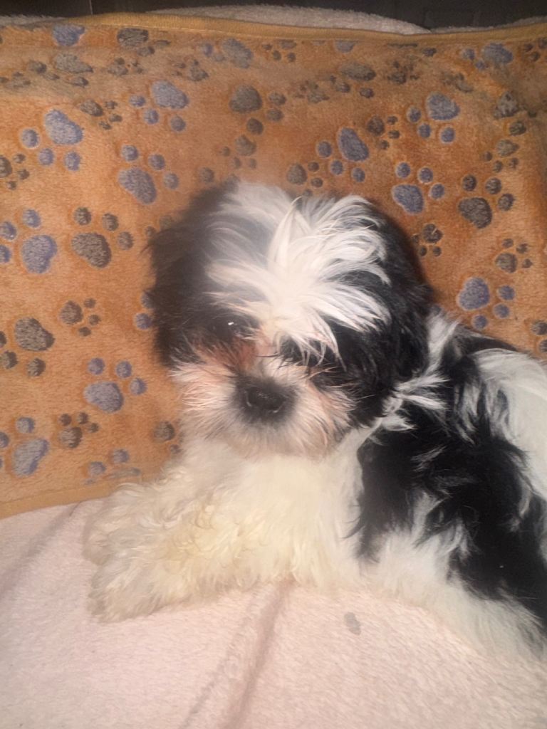 SOLD 2 x male Shih Tzu puppies for sale
