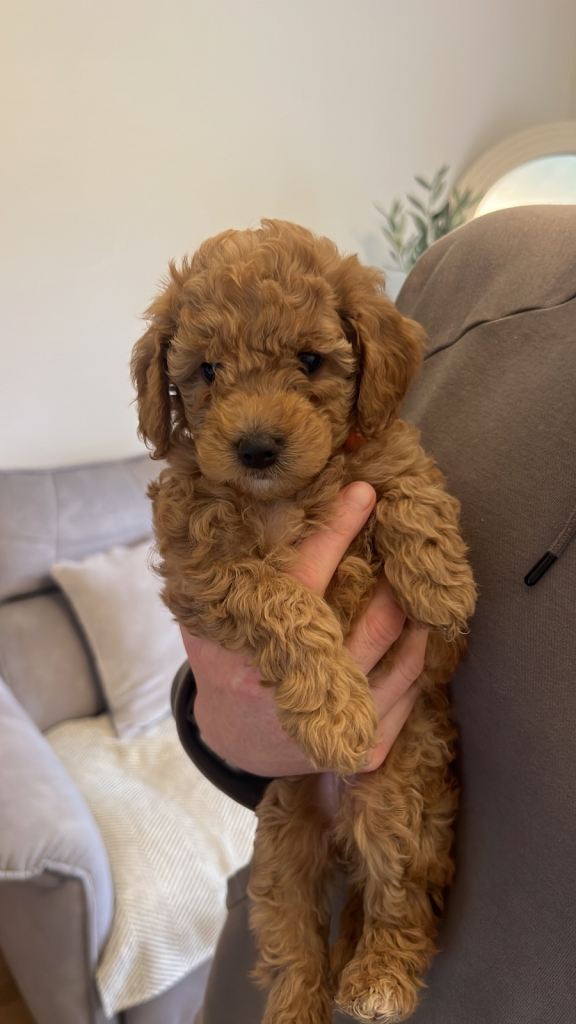 Cockapoo puppies 🐾 ready for new homes on  20th🐶 