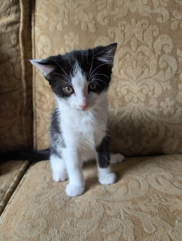 9 week old cute kitten, 🩵