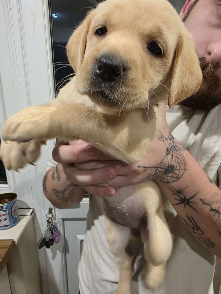 Labrador retrievers