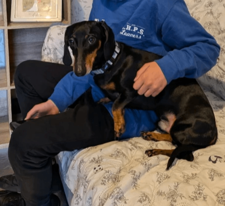 2 dachshund male/female 