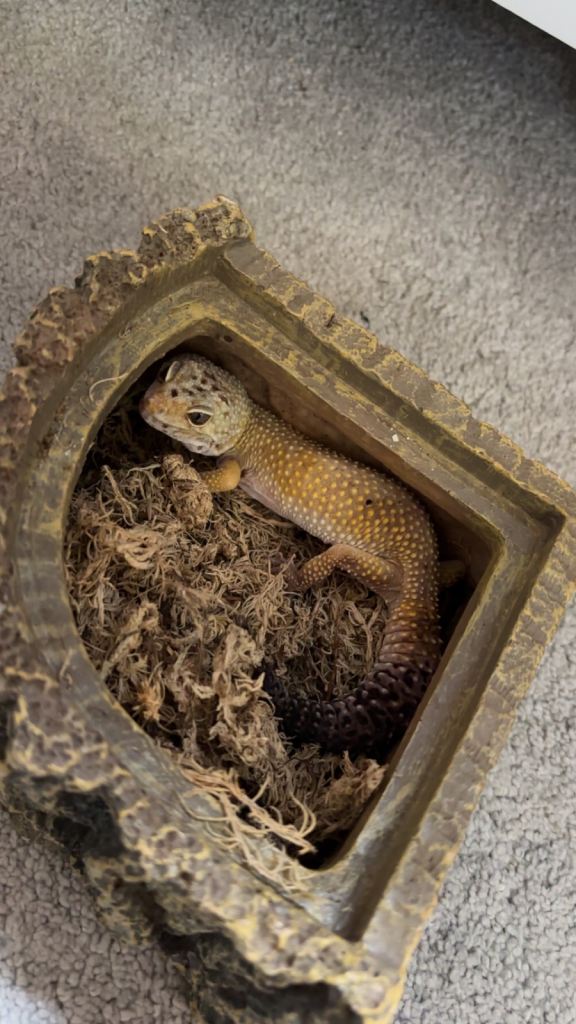 Gecko