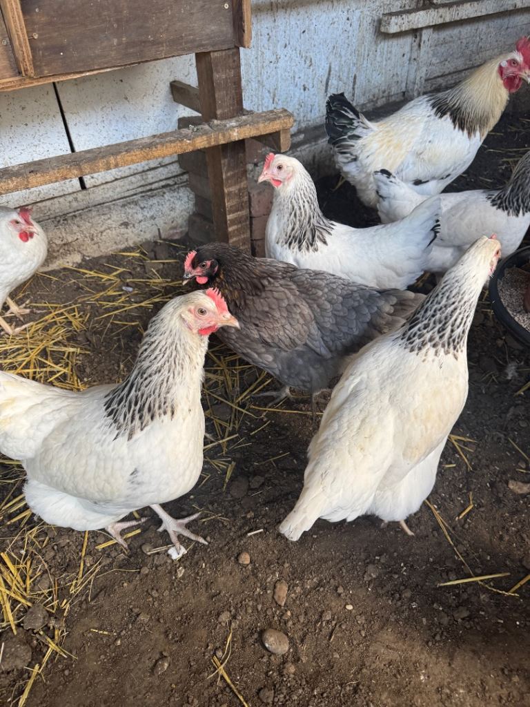 Chickens for sale 