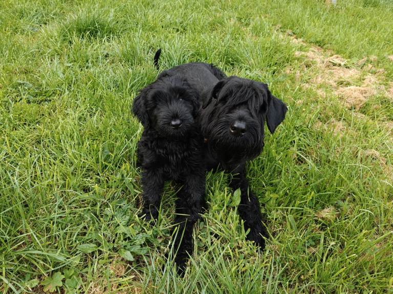 Female Giant Schnauzer Puppy