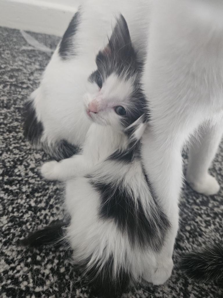 Kittens