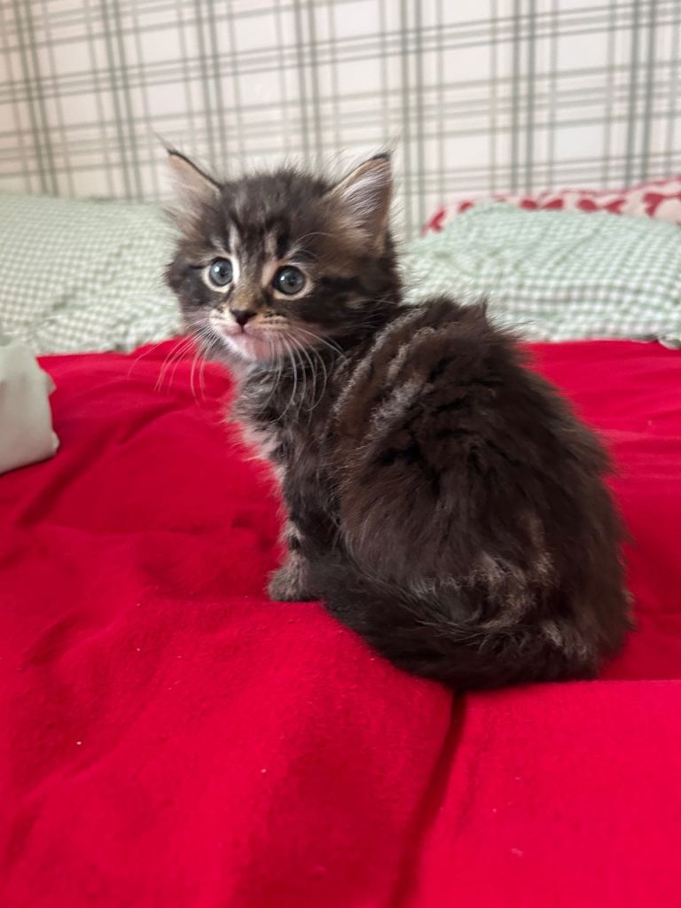 5 beautiful Maine coon x kittens
