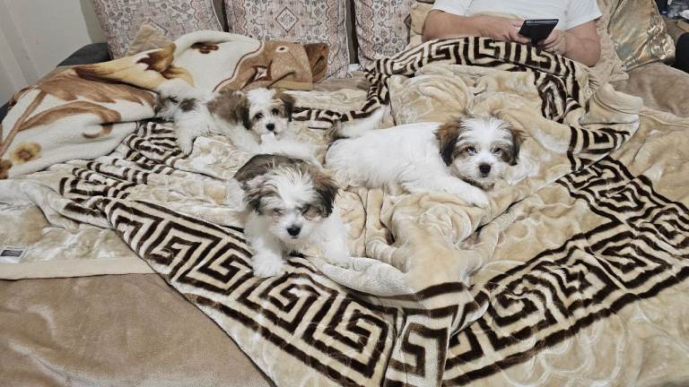 SmallSize Crossbreed puppies BichonMaltese x Pekignese