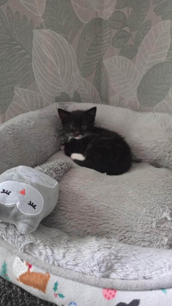Kitten for sale