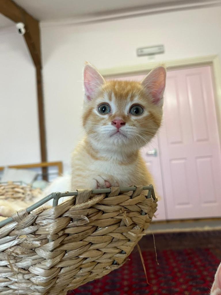 adorable golden boy 