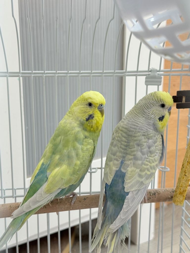 2 Male & 2 Female Budgies for Sale