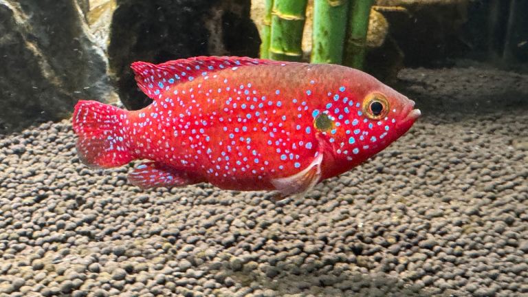 9 neon jewel cichlids are looking for a new home. They need to go all together.