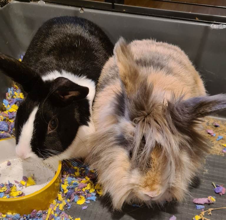 Bunnies looking for a new home.
