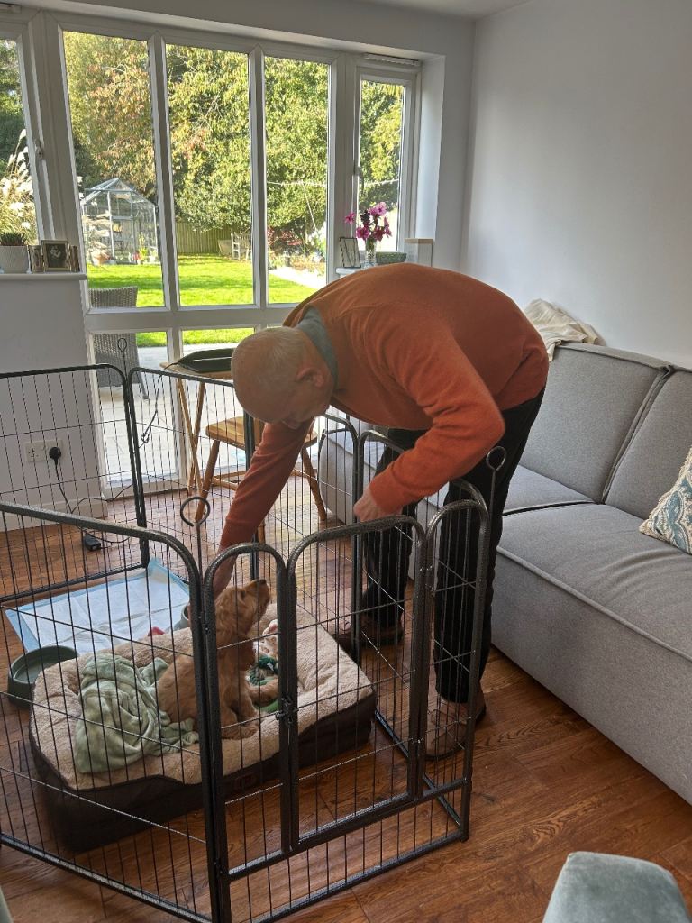 Dog pen 