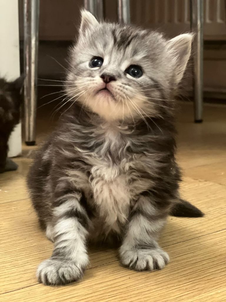 Gorgeous full breed Mainecoon kittens ready Jan 31st