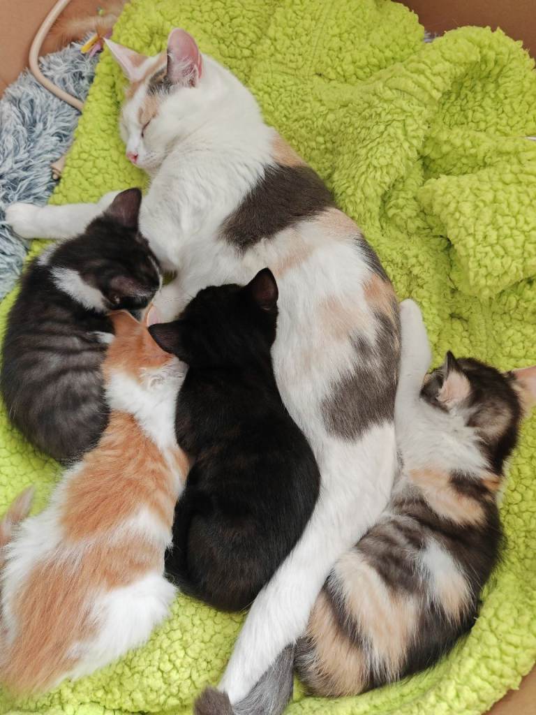 🥰 Cute Kittens Girls 🩷 and Boys 🩵 Ragdoll cross😻 