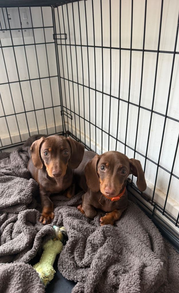 Fully vaccinated READY NOW Miniature Dachshund Pups