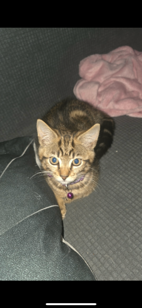 Beautiful Kitten 